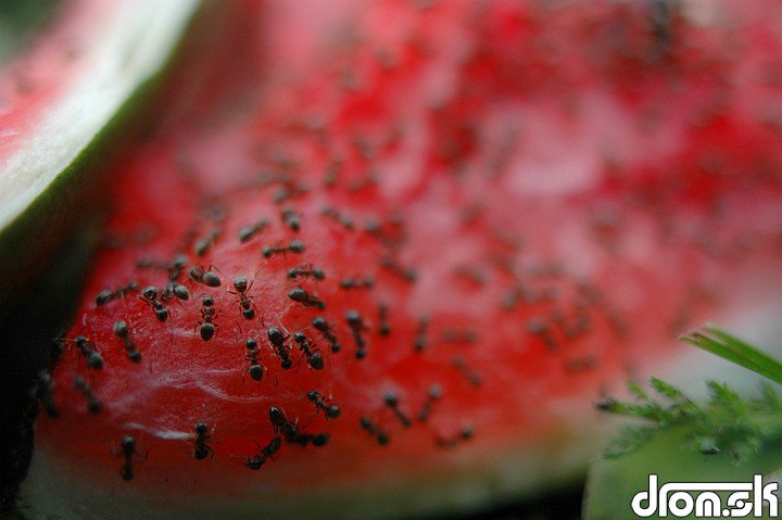 hladné mravce na našom melóne