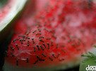hladné mravce na našom melóne